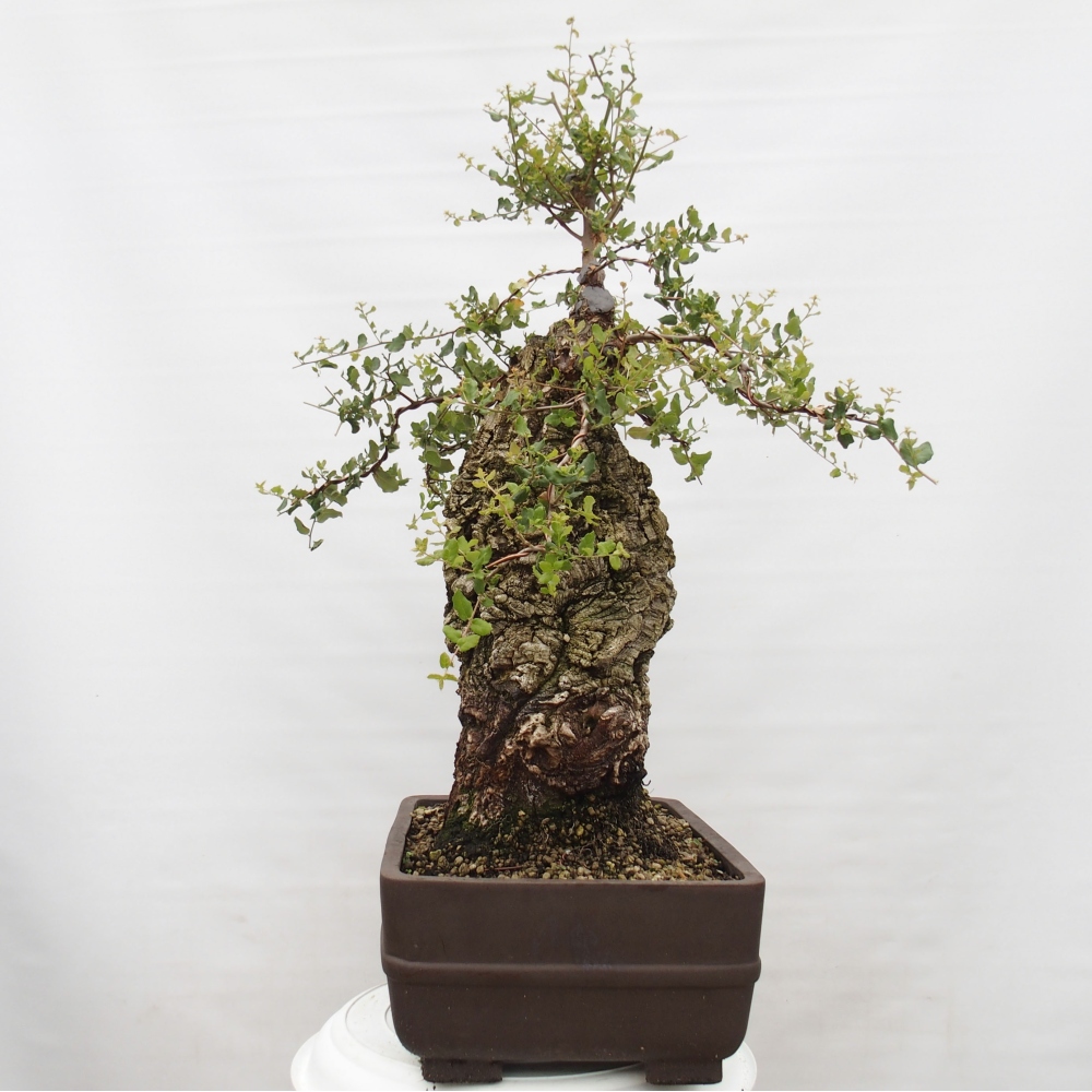 Bonsai zewnętrzne Quercus suber