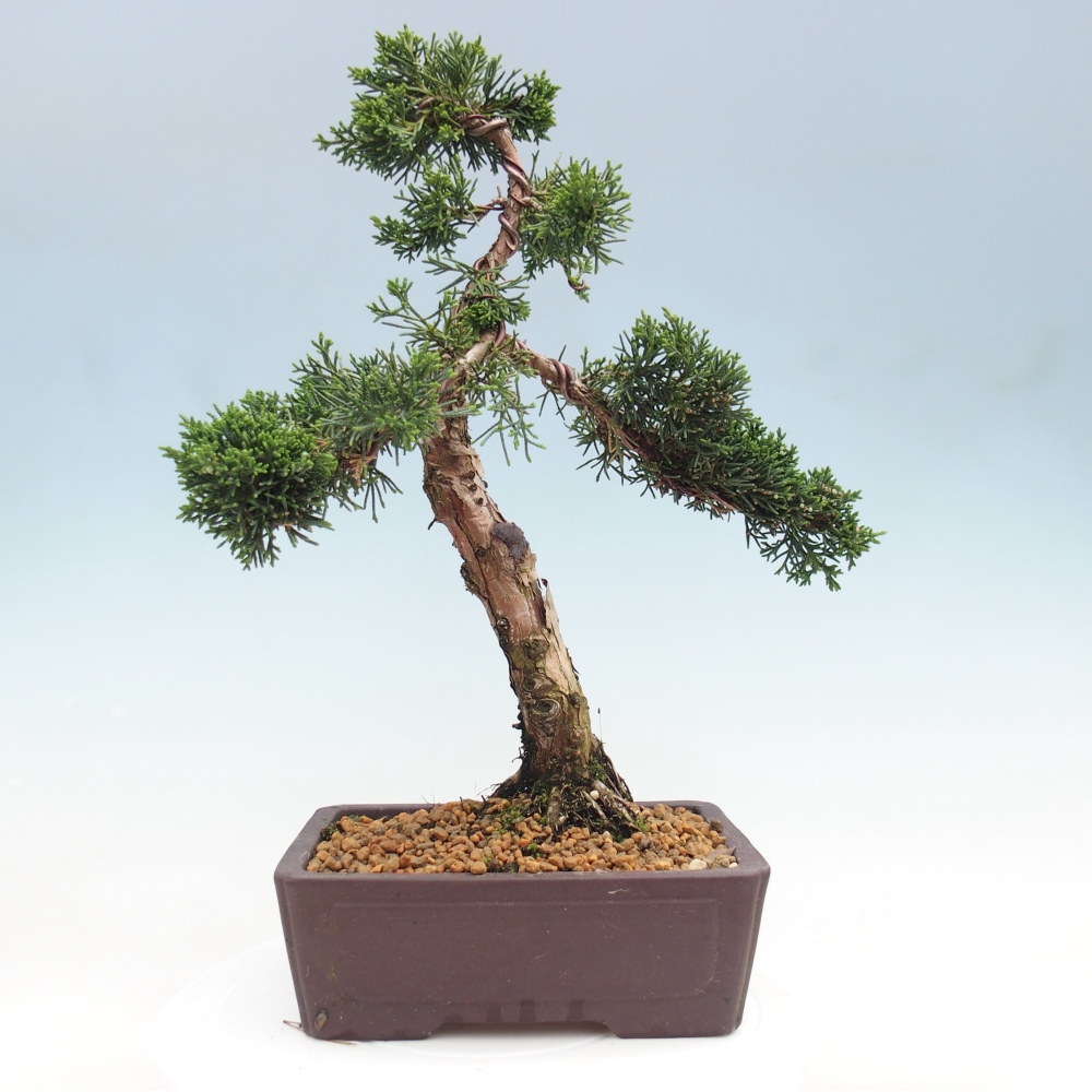 Outdoor bonsai - Juniperus chinensis Kishu