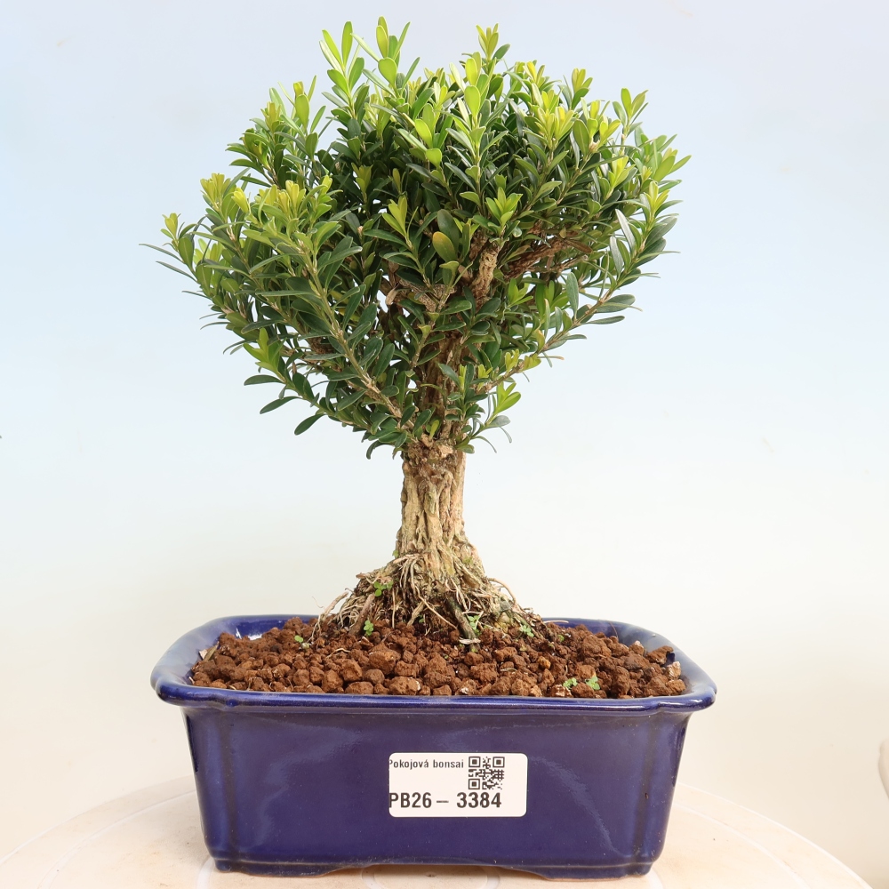Pokój bonsai - Buxus harlandii - buxus korkowy