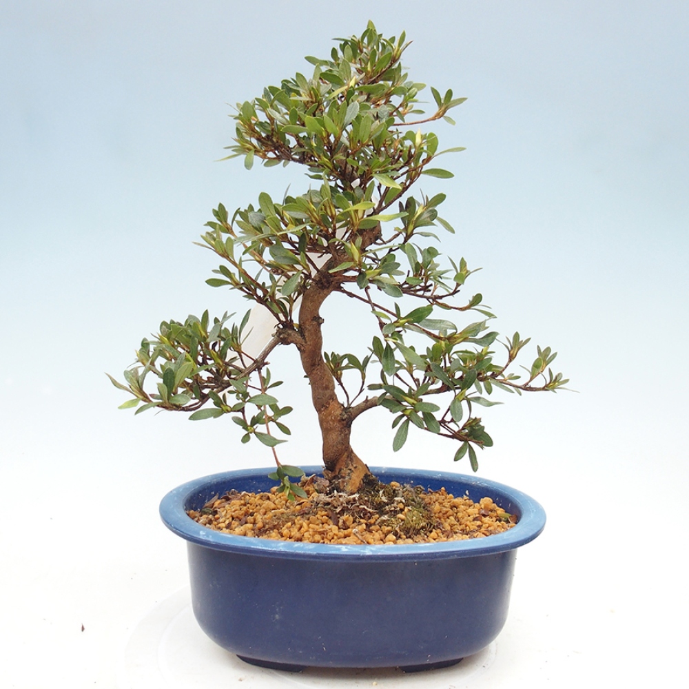 Bonsai zewnętrzne - Azalia japońska - Azalia Suigootome