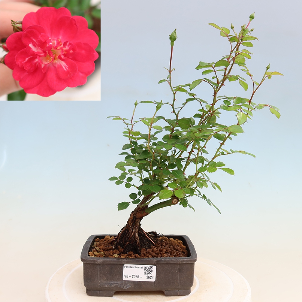 Bonsai ogrodowe – Rosa Kordes – róża