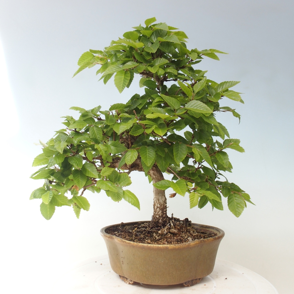 Outdoor bonsai - Carpinus CARPINOIDES - grab koreański