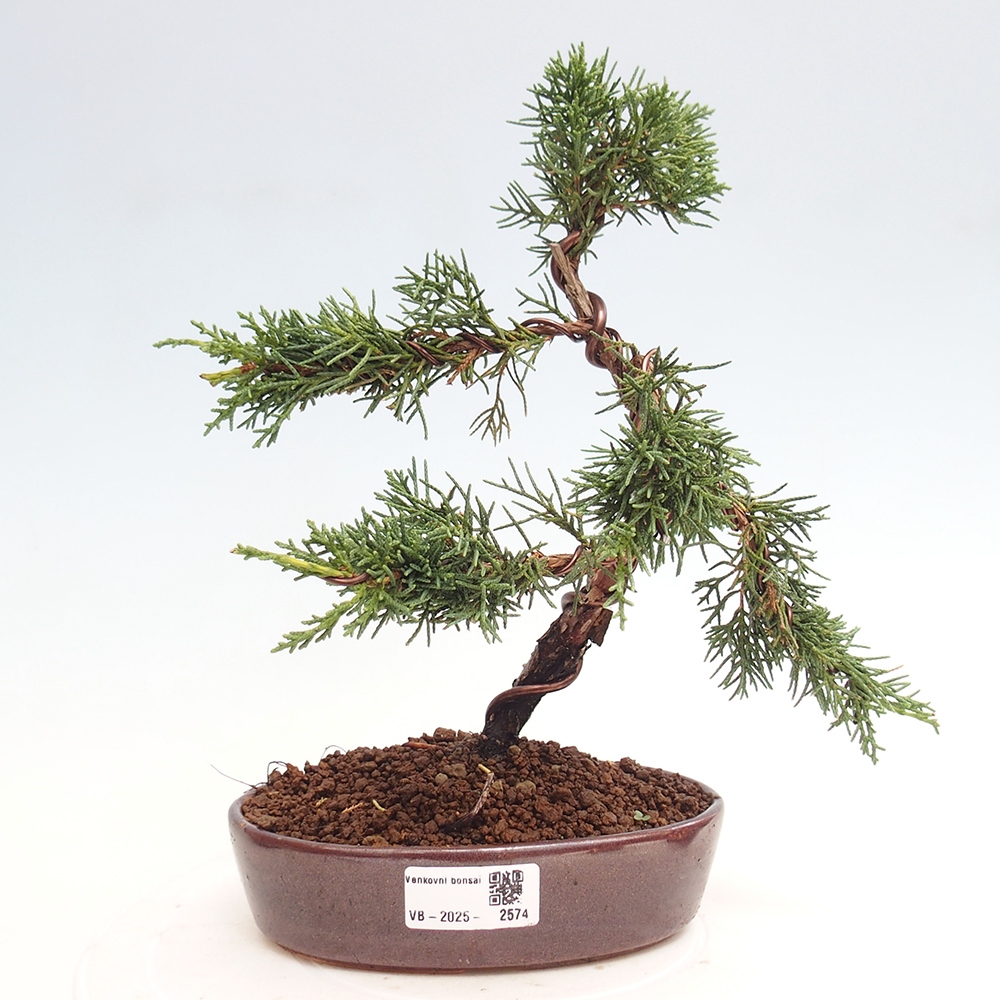 Bonsai zewnętrzne - Juniperus chinensis Kishu - Jałowiec chiński