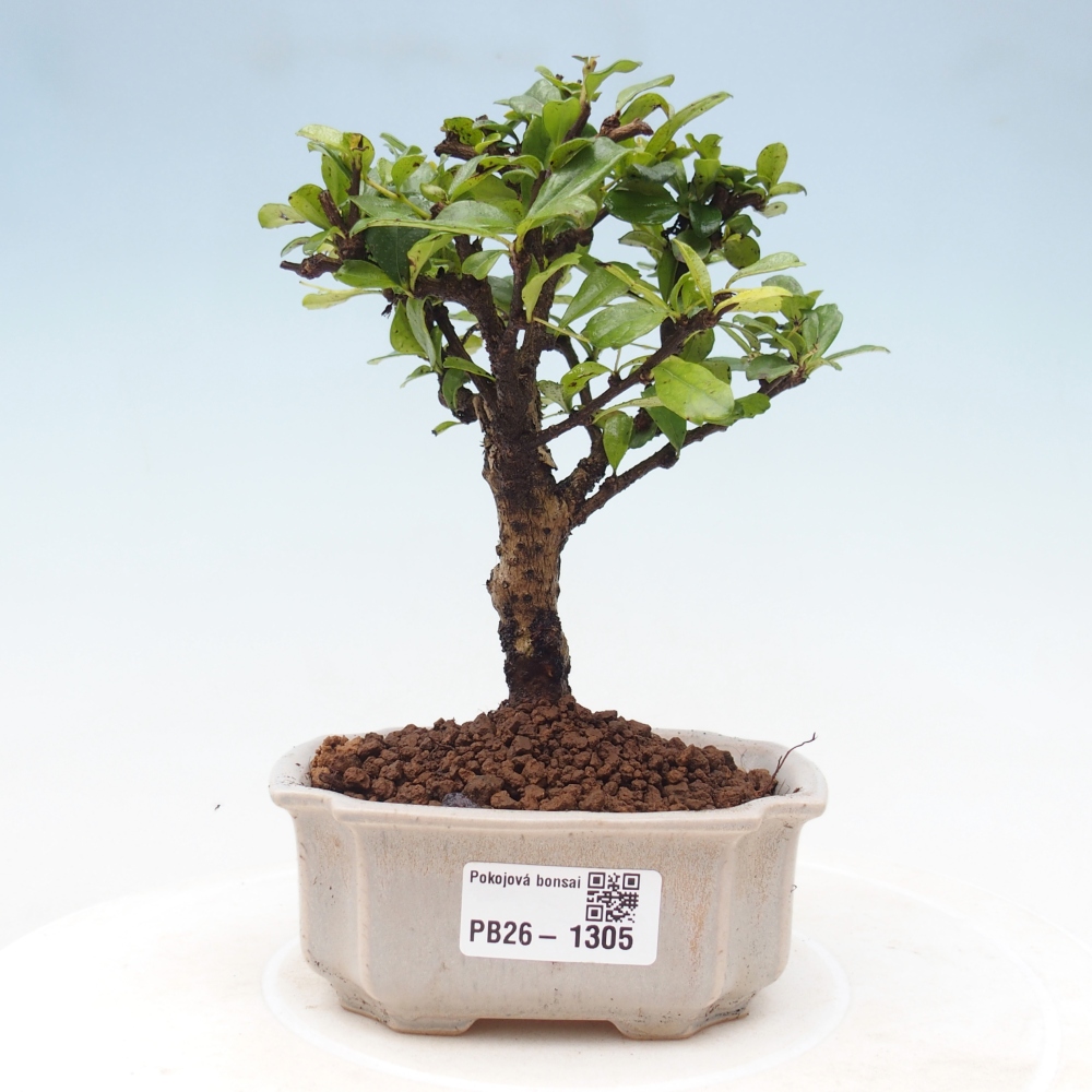 Bonsai pokojowe - Carmona macrophylla - Tea fuki