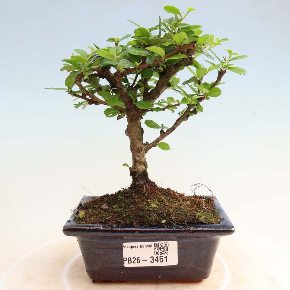 Bonsai pokojowe - Carmona macrophylla - Tea fuki