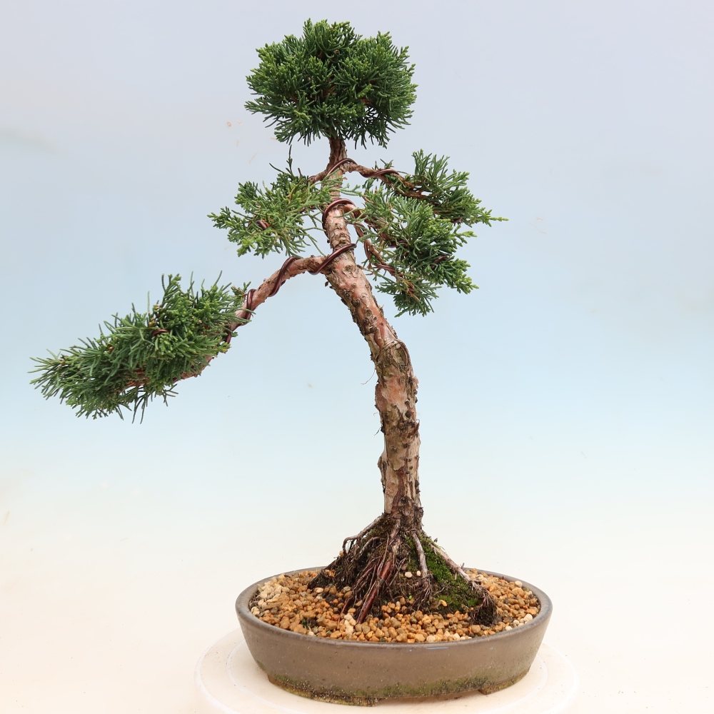 Outdoor bonsai - Juniperus chinensis Kishu