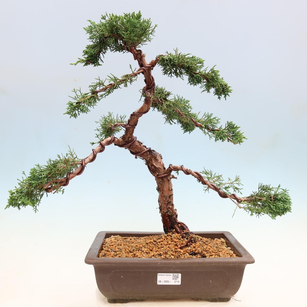 Outdoor bonsai - Juniperus chinensis Kishu