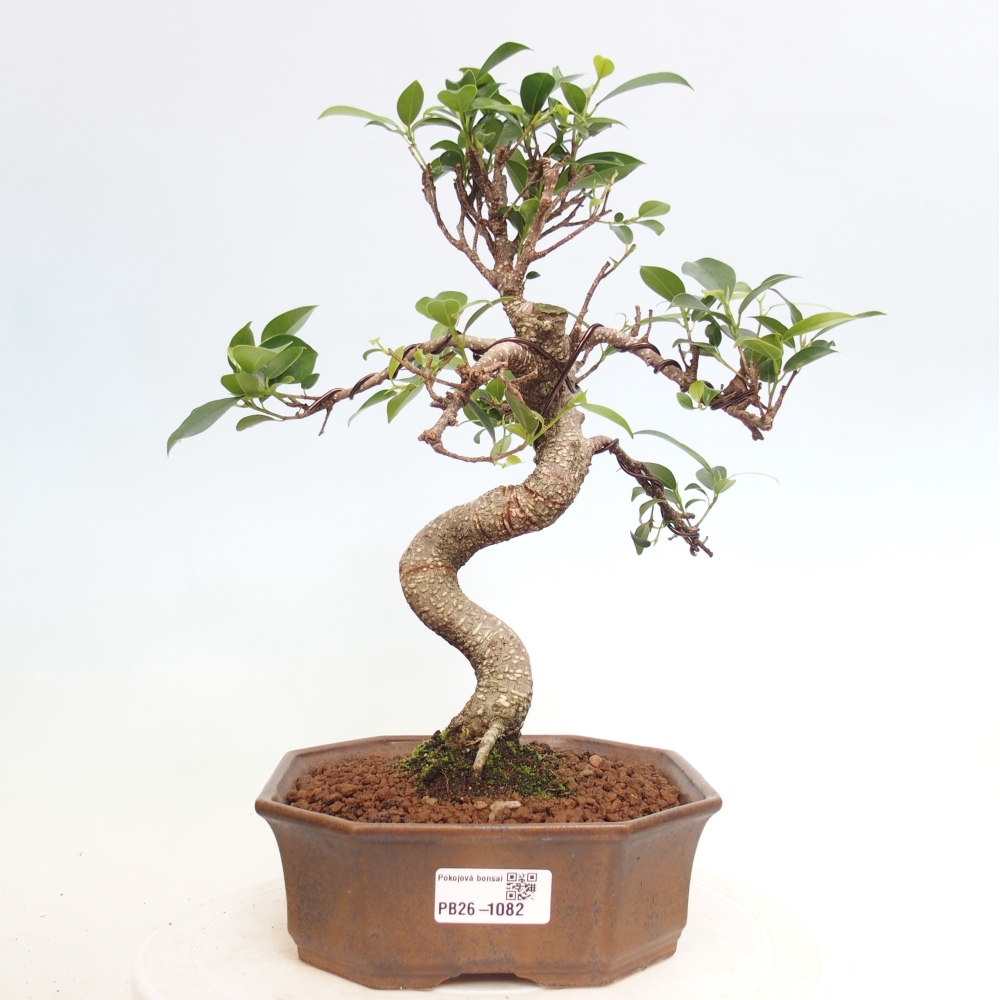 Pokój bonsai - Ficus retusa - figowiec drobnolistny