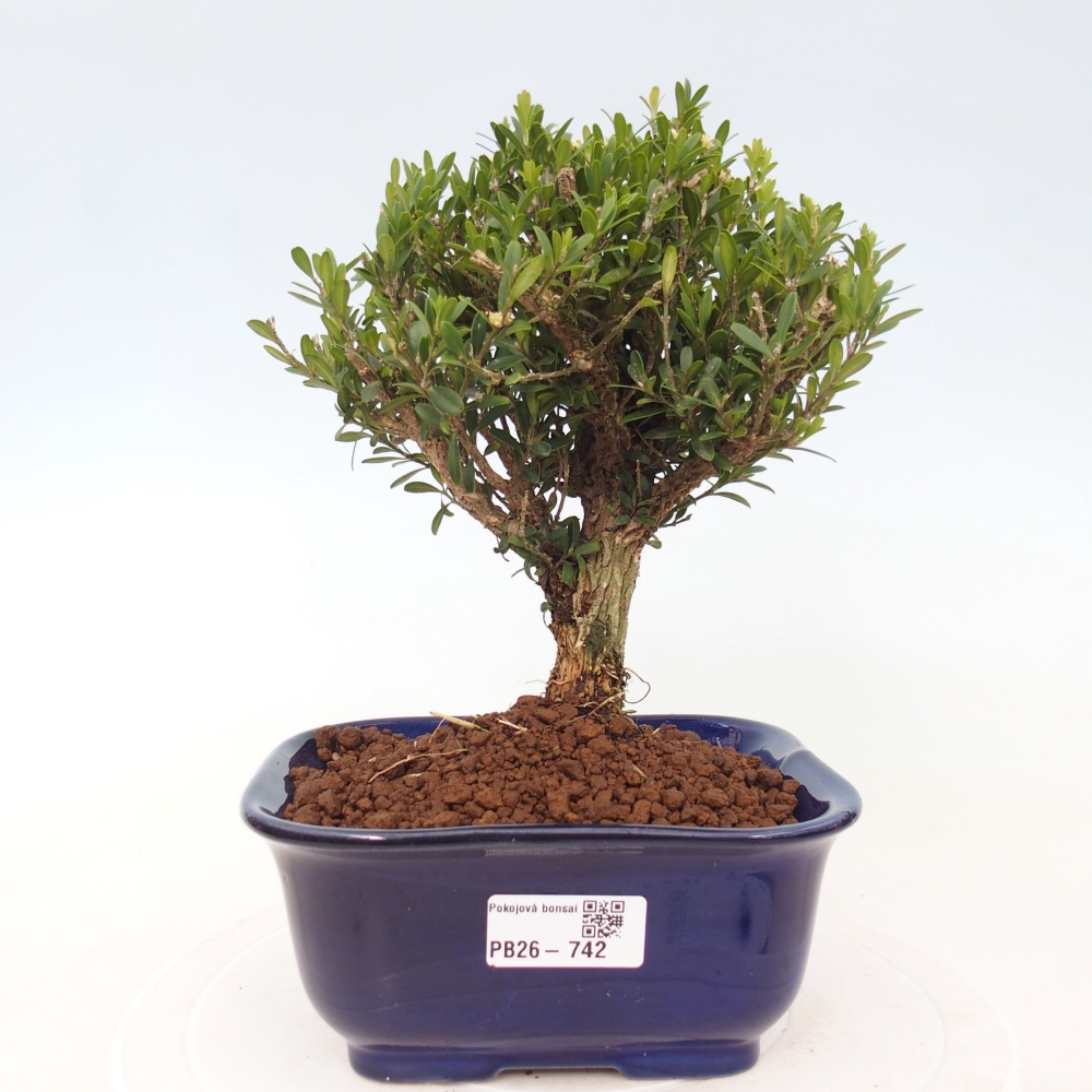 Pokój bonsai - Buxus harlandii - buxus korkowy