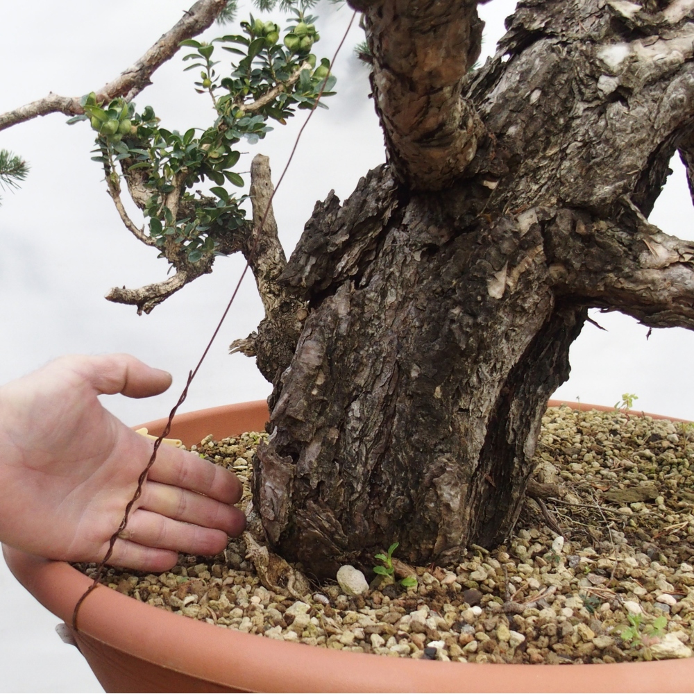 Yamadori - Pinus sylvestris Hiszpania