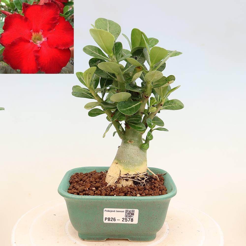 Bonsai pokojowe – Adenium obesum Red Star – Róża pustynna