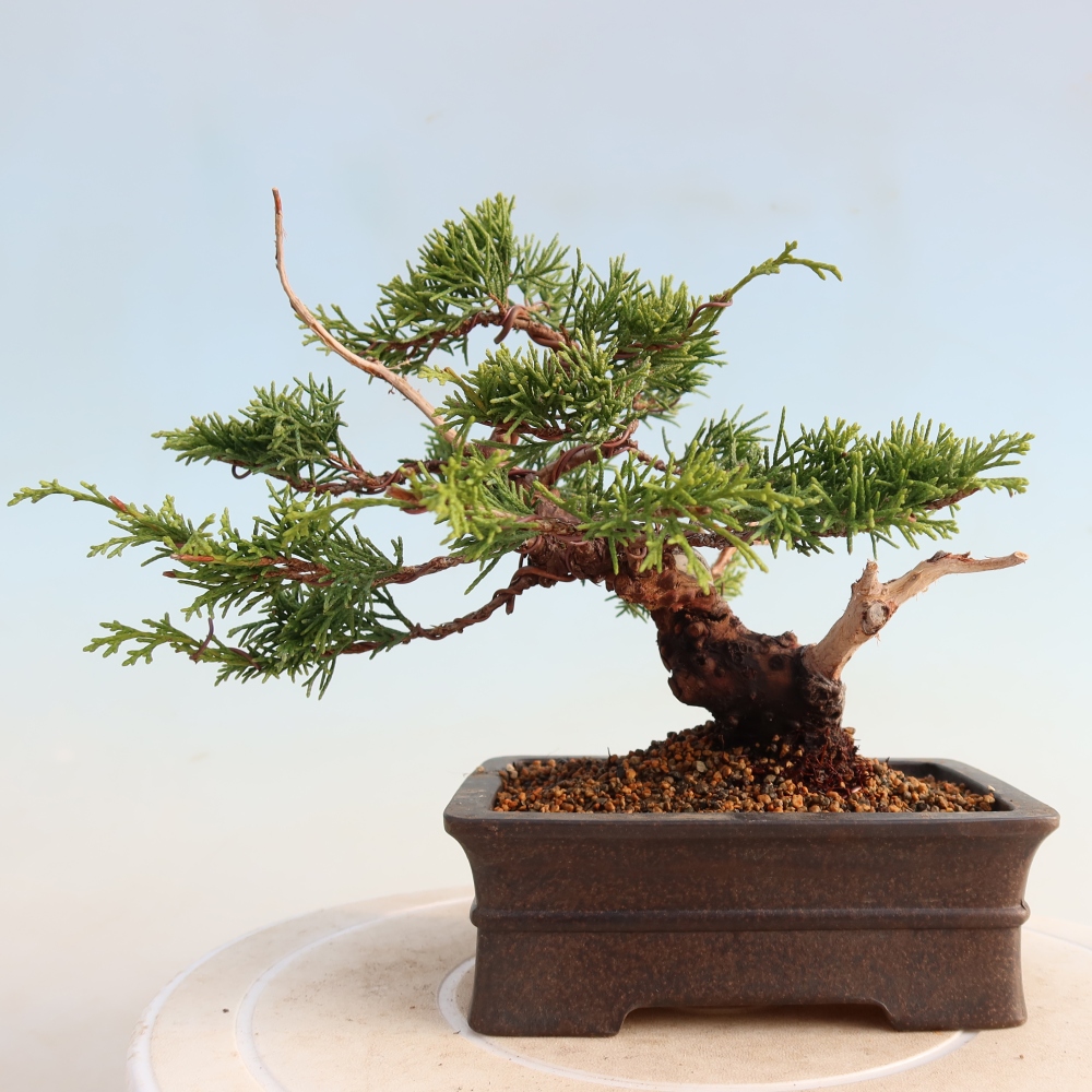 Outdoor bonsai - Juniperus chinensis Itoigawa - Jałowiec chiński