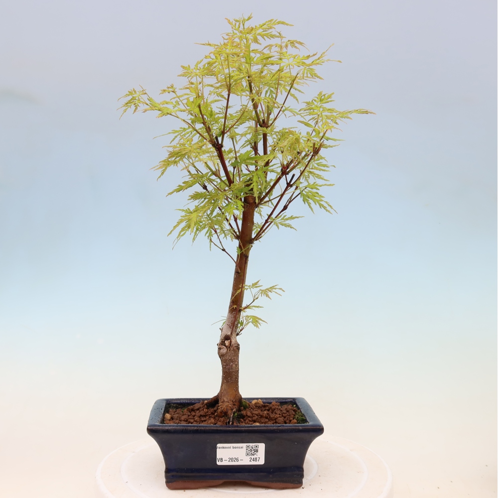 Bonsai ogrodowe – Acer palmatum Dissectum – klon palmowy 