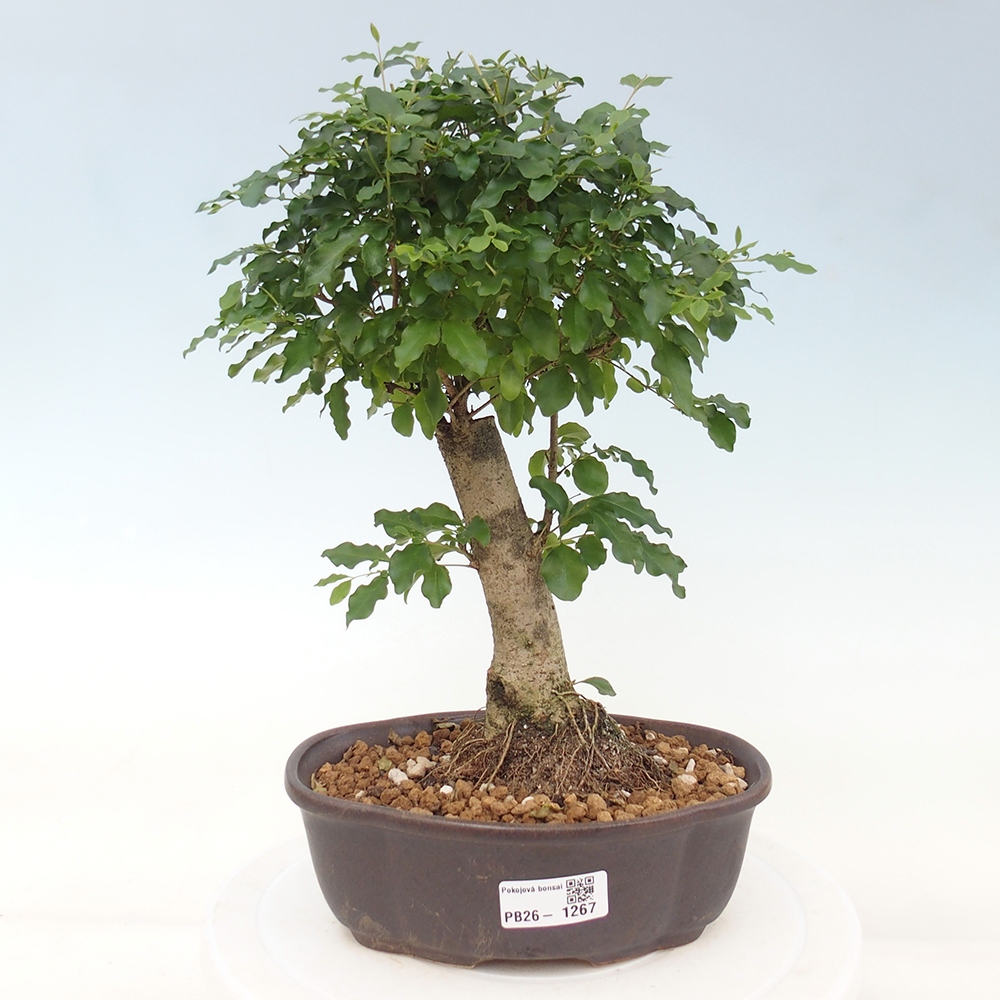 Pokój bonsai - Ligustrum chinensis - Dziób ptaka