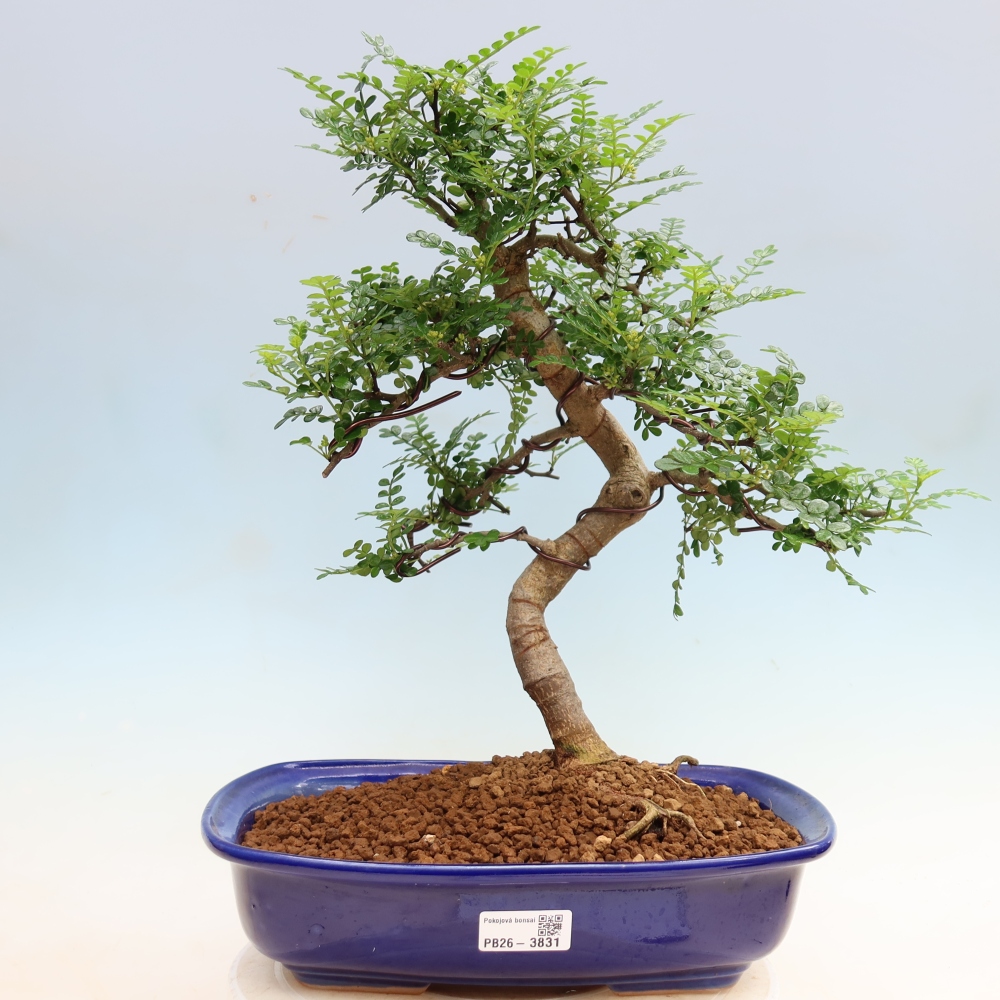 Pokój bonsai - Zantoxylum piperitum - drzewo pieprzowe