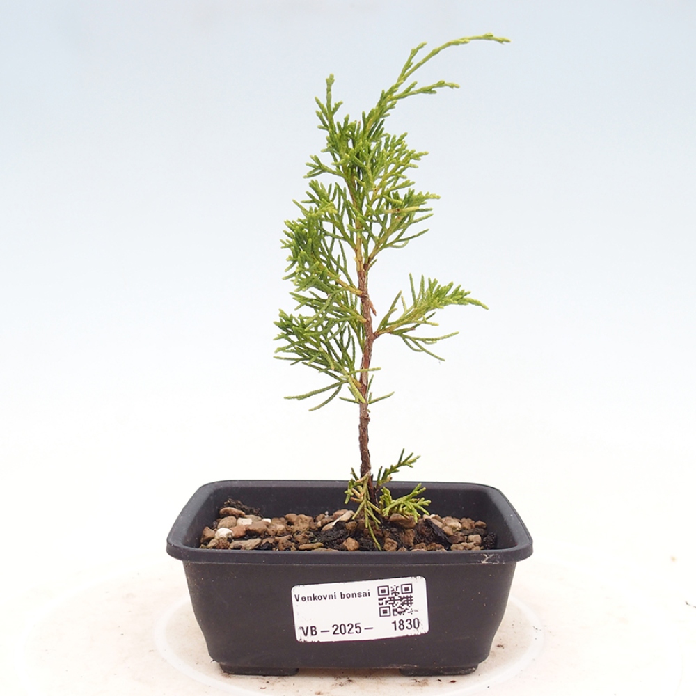 Outdoor bonsai - Juniperus chinensis Itoigawa - Jałowiec chiński