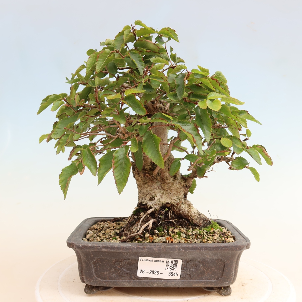 Outdoor bonsai - Carpinus CARPINOIDES - grab koreański