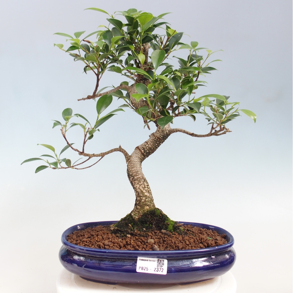 Kryty bonsai - kimono Ficus - figowiec drobnolistny