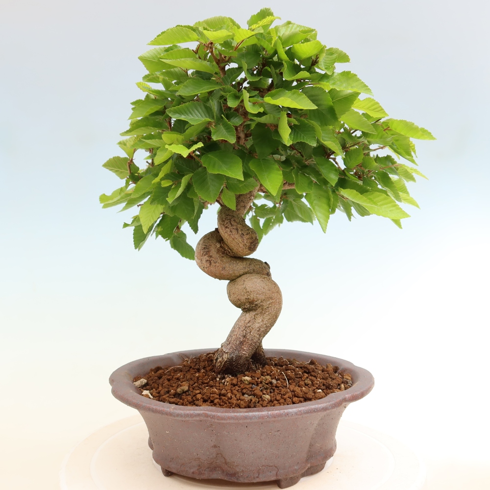 Outdoor bonsai - Carpinus coreana - grab koreański