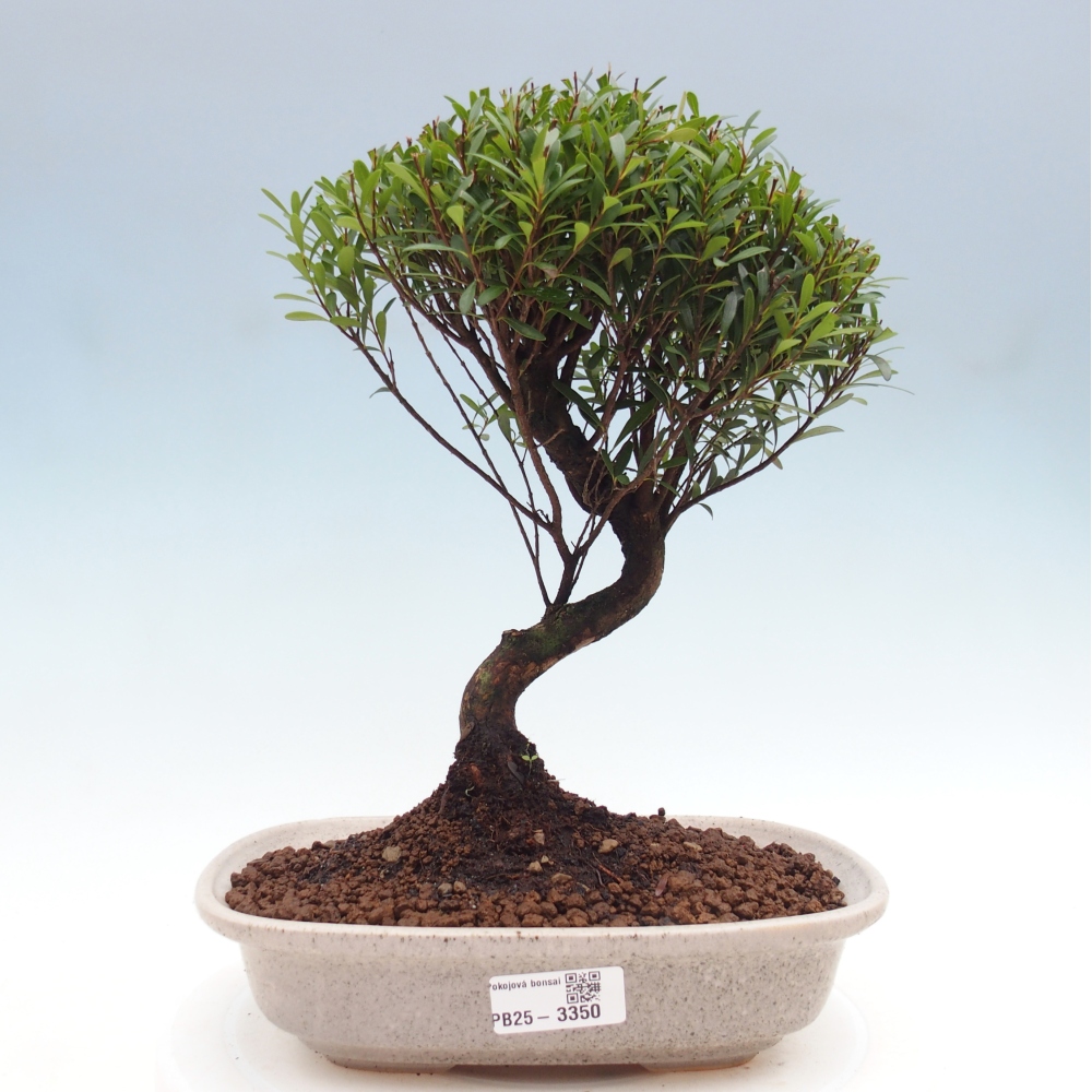 Kryty bonsai - Syzygium - Ziele angielskie