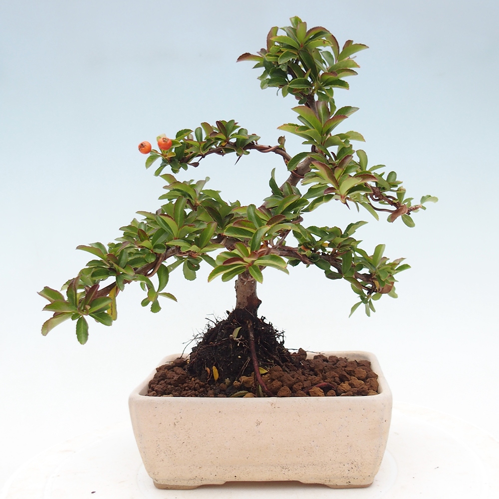 Outdoor bonsai-Pyracantha Teton -Hlox