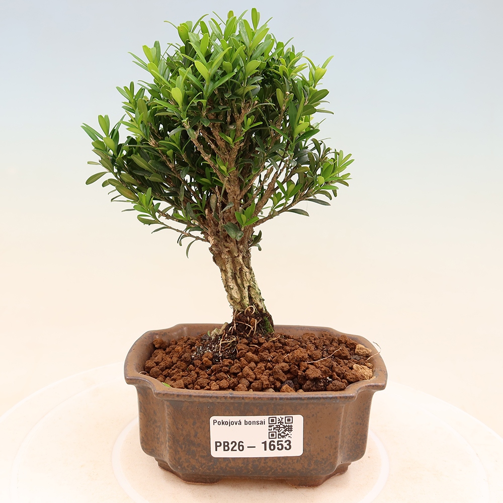 Pokój bonsai - Buxus harlandii - buxus korkowy