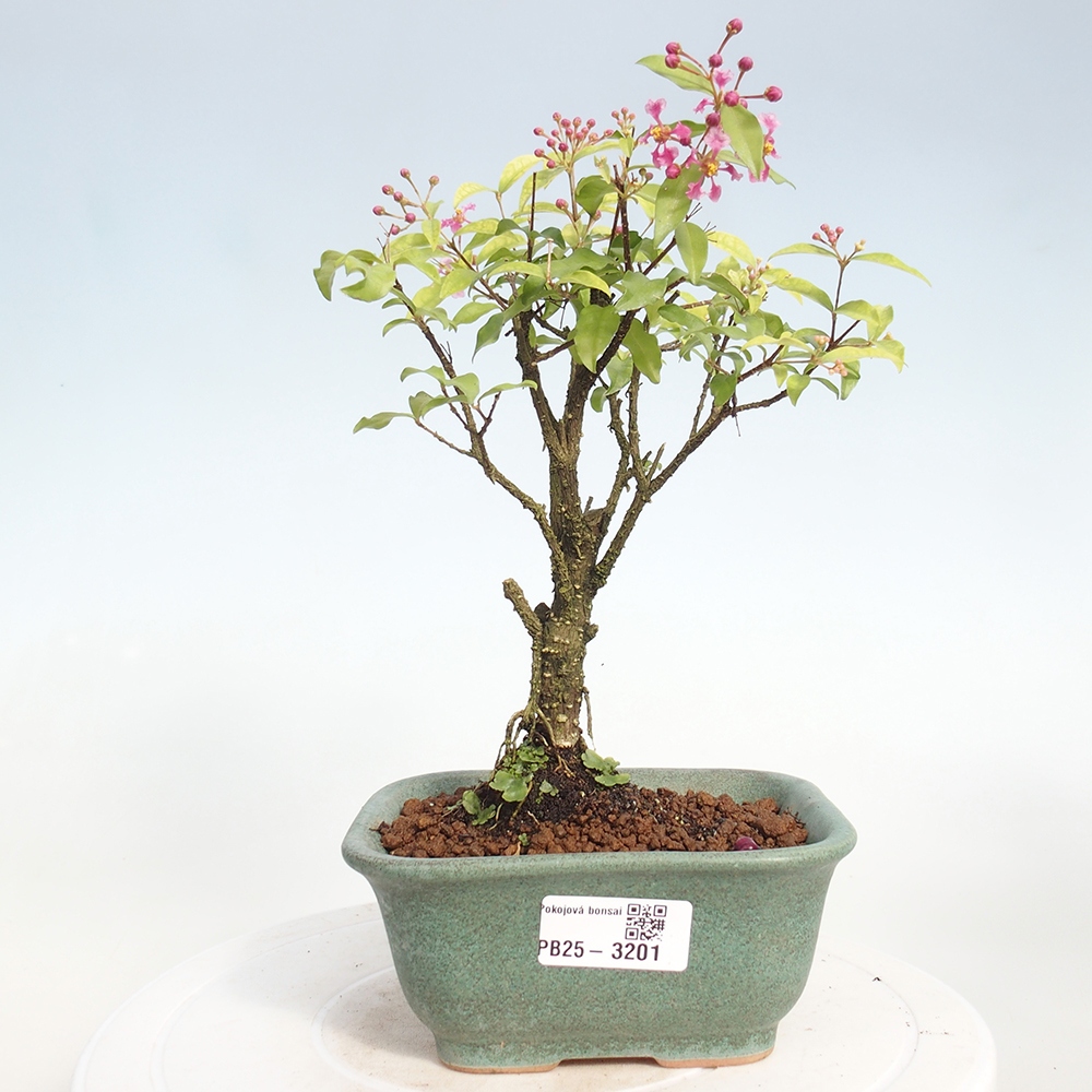 Bonsai pokojowe - Malpighia coccigera - Wiśnia Barbdorska