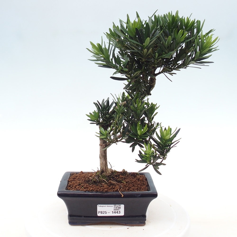 Kryty bonsai - Podocarpus - Kamień tys