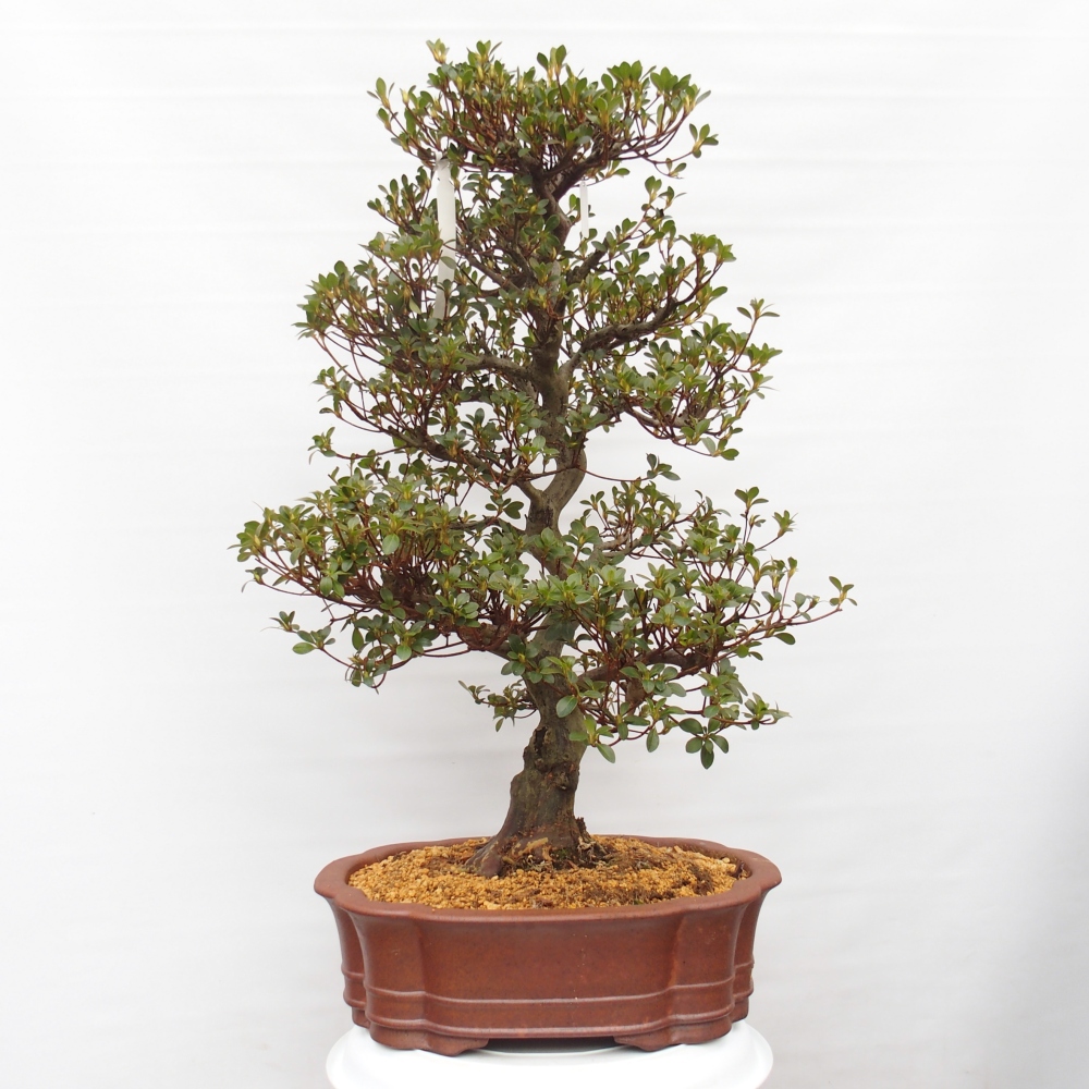 Bonsai zewnętrzne - Azalia japońska - Azalia Sansei