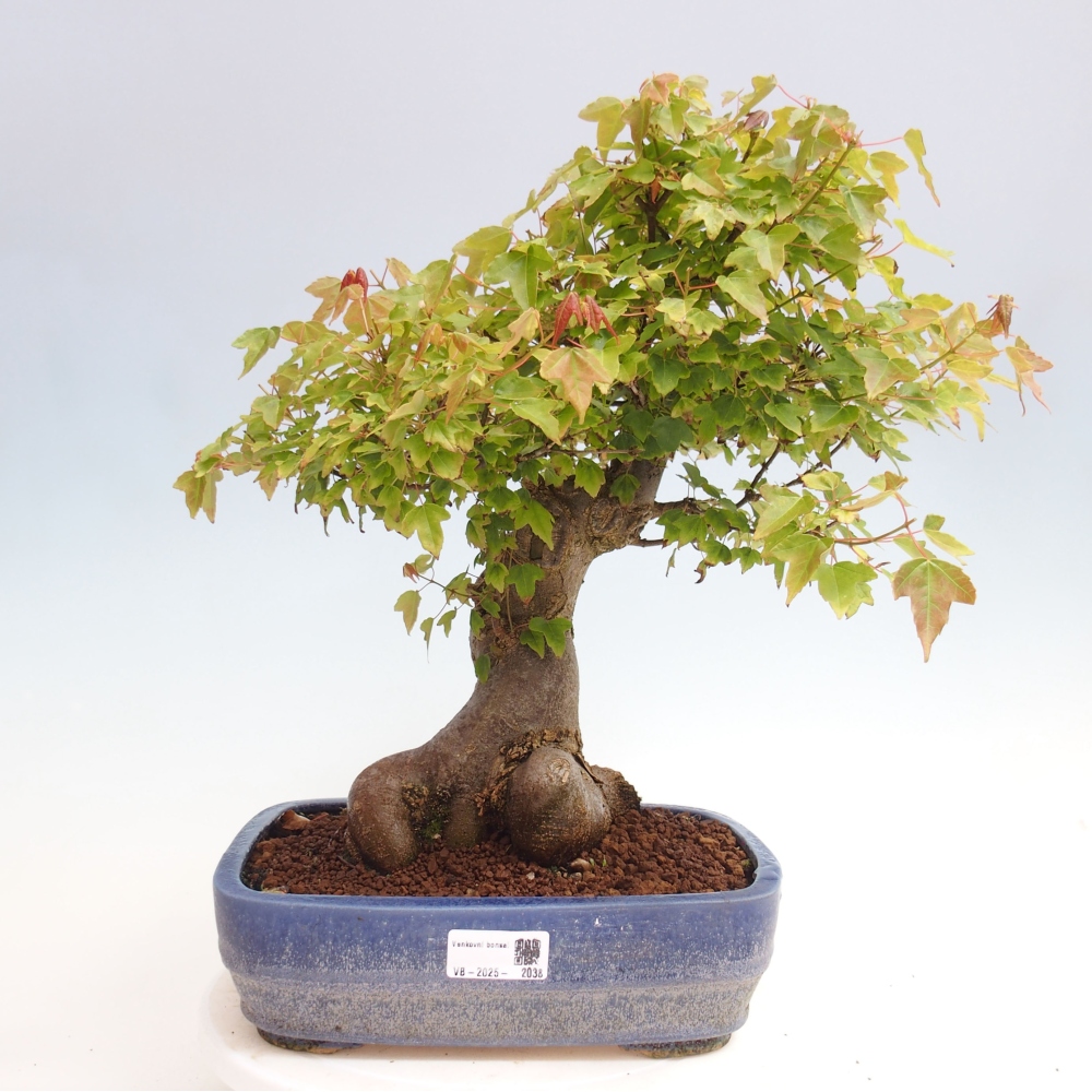 Outdoor bonsai - Maple Buergerianum - Burger Maple