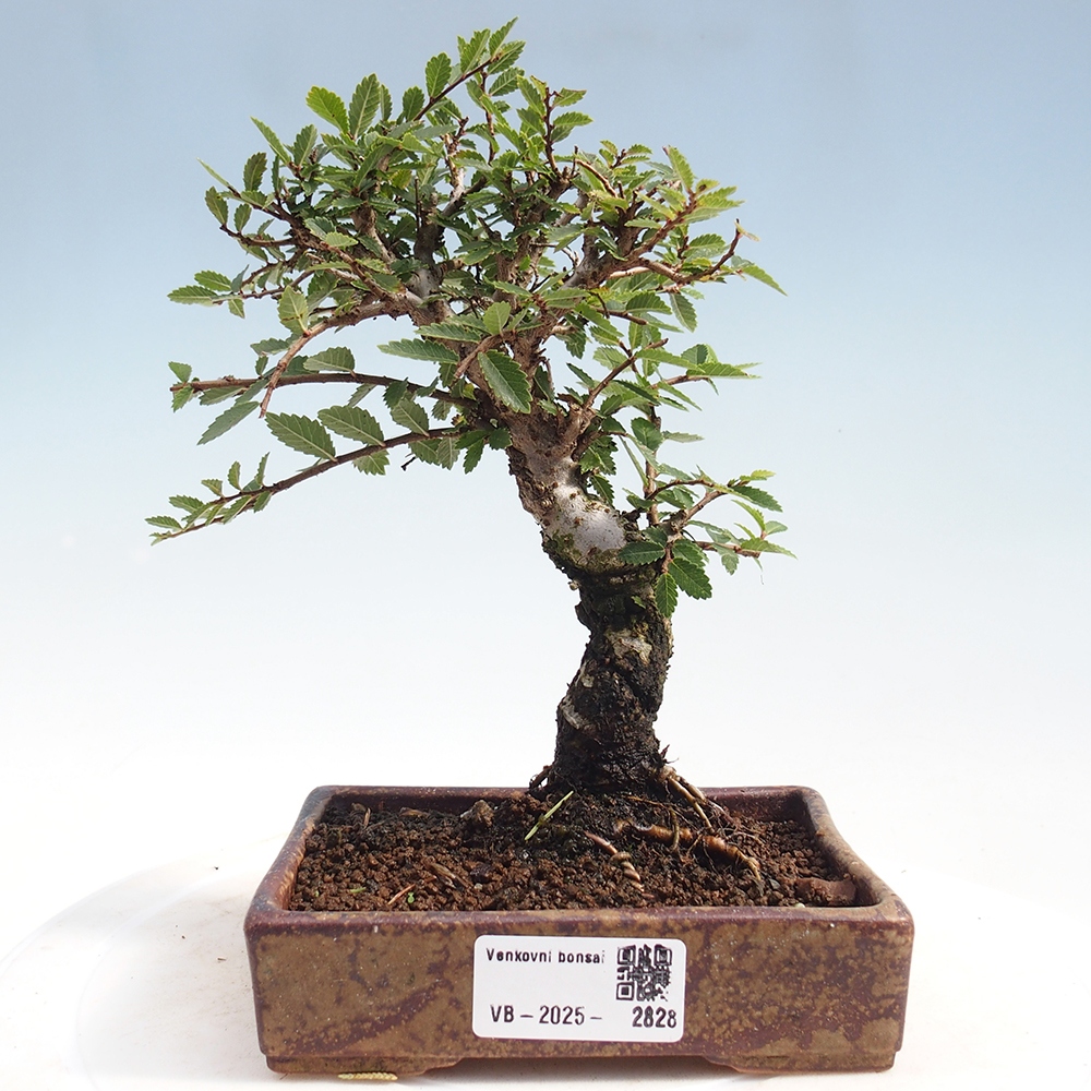 Outdoor bonsai - Zelkova - Zelkova NIRE