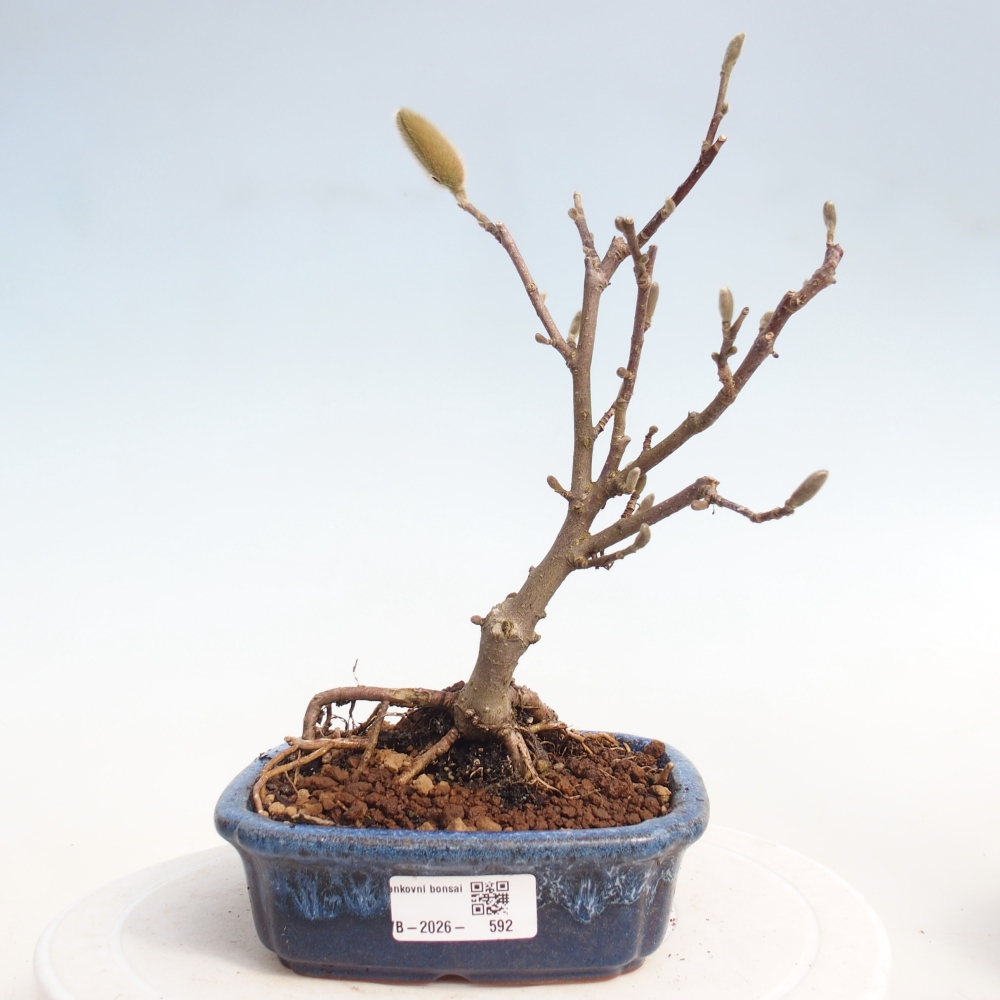 Bonsai na zewnątrz - Magnolia stellata