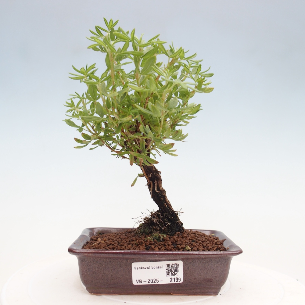 Outdoor bonsai-Pięciolistnik - Potentila fruticosa żółty Ptak