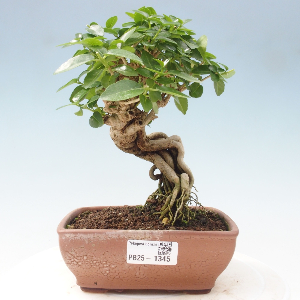 Bonsai wewnętrzne - Premna serratifolia - Kozlovon drobnolistny