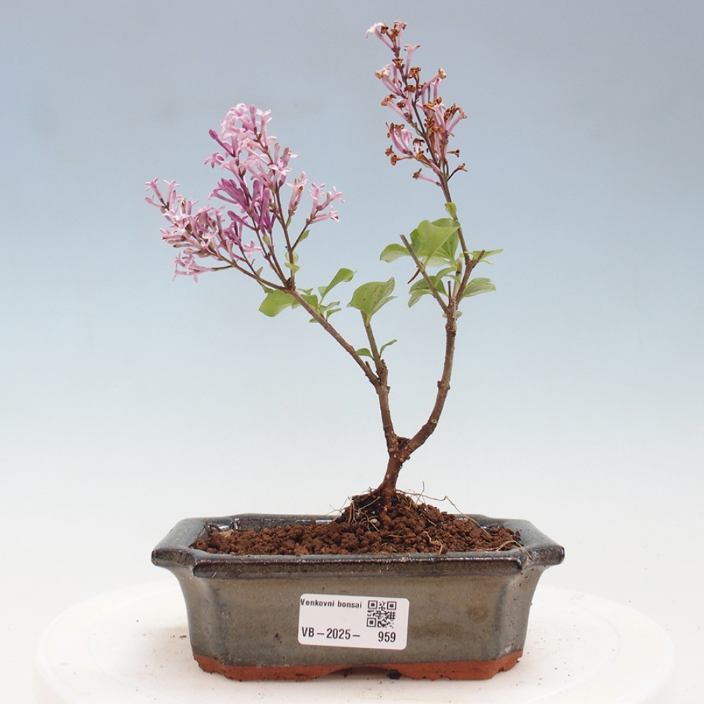 Bonsai zewnętrzne - Syringa Meyeri Palibin - Liliowy Meyera