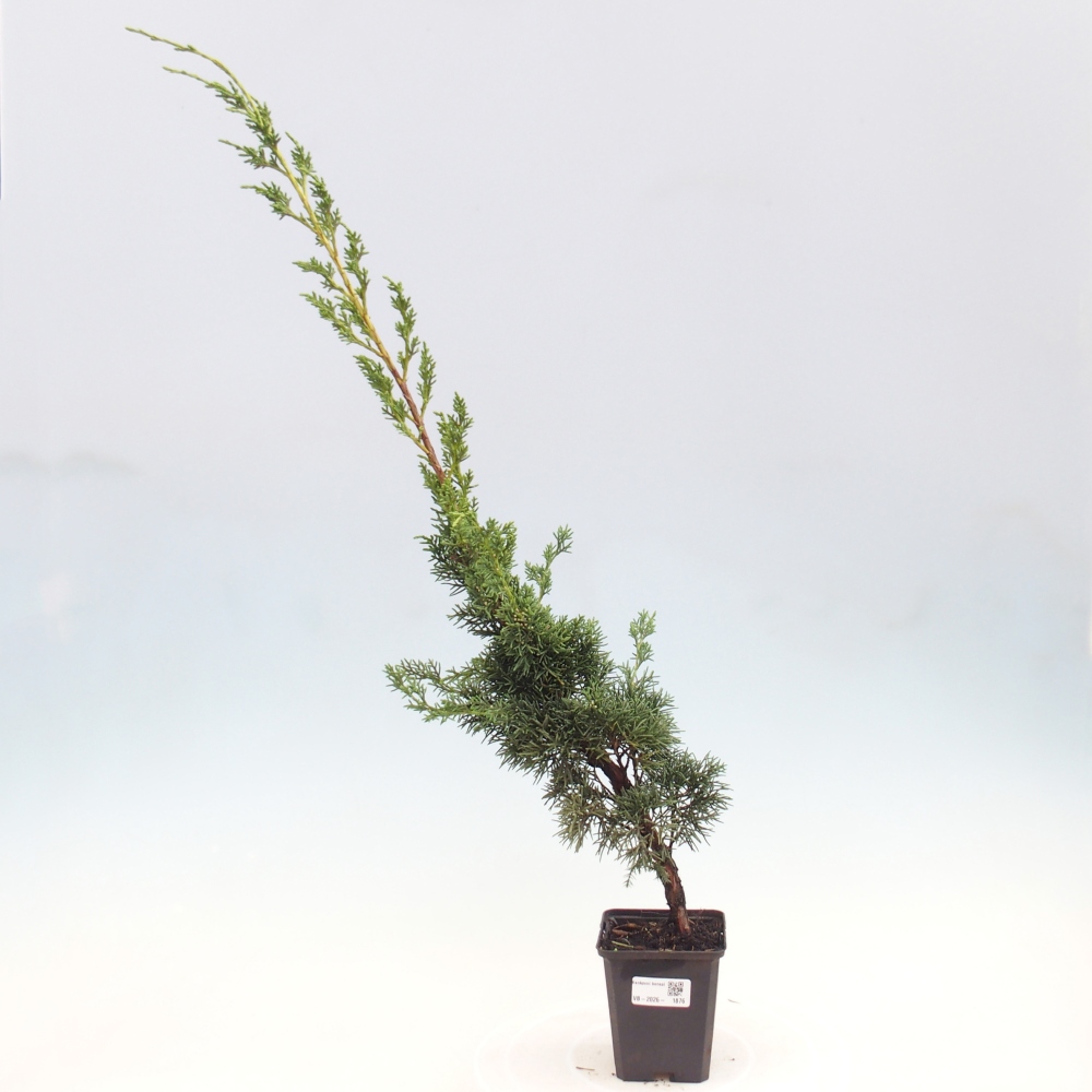 Outdoor bonsai - Juniperus chinensis Kishu