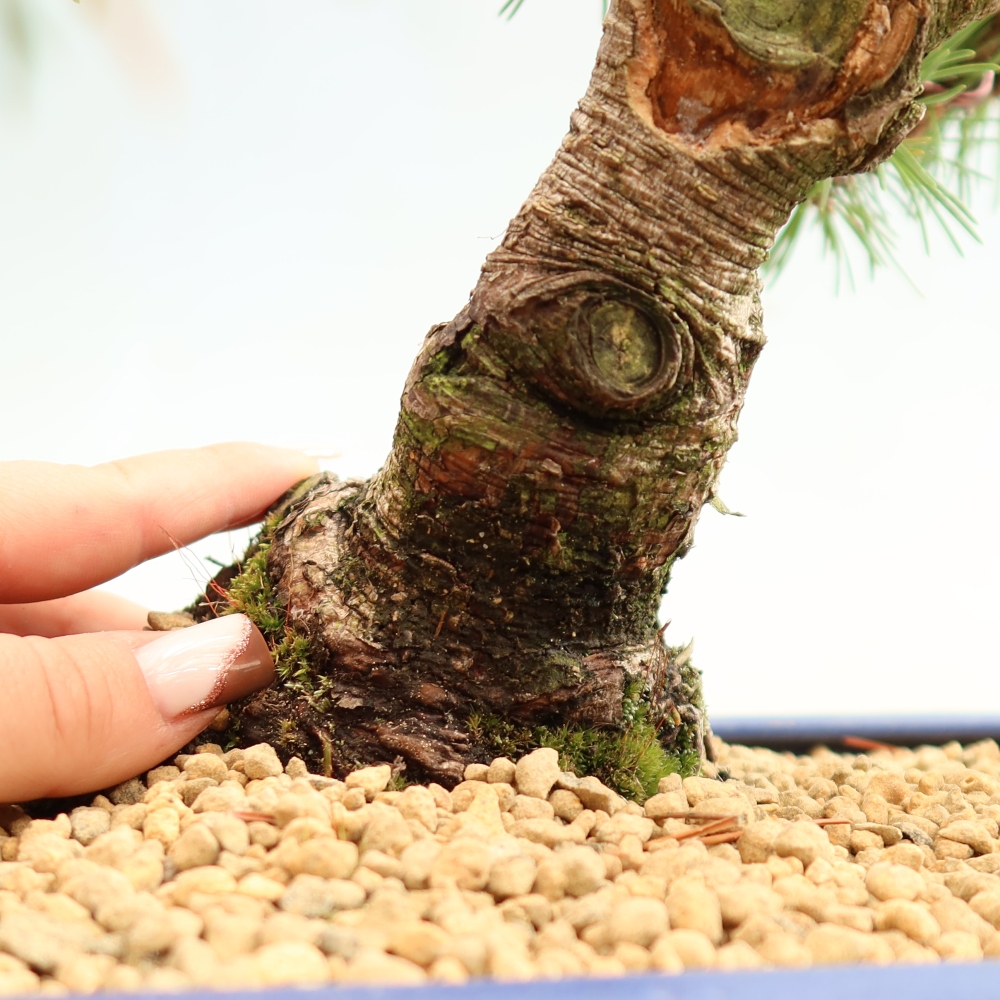Bonsai ogrodowe – Pinus mugo Humpy – sosna karłowata