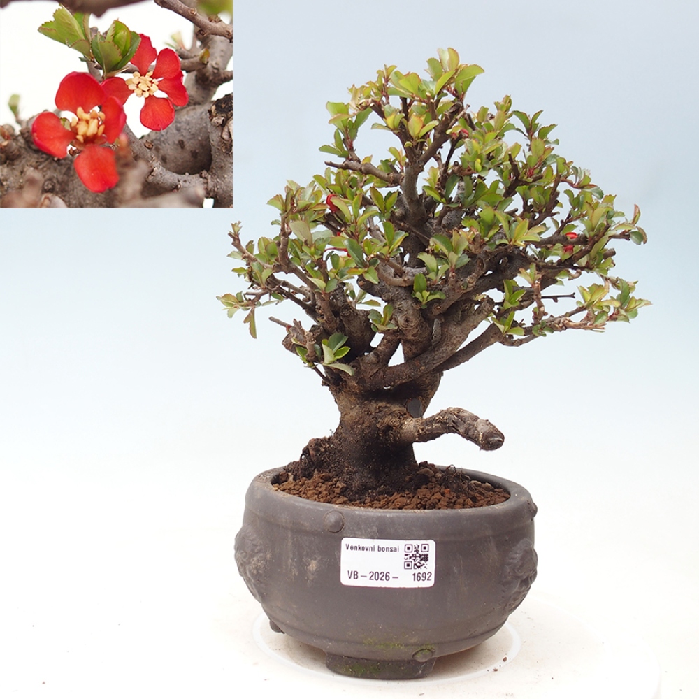 Bonsai zewnętrzne - Chaneomeles speciosa - Pigwa