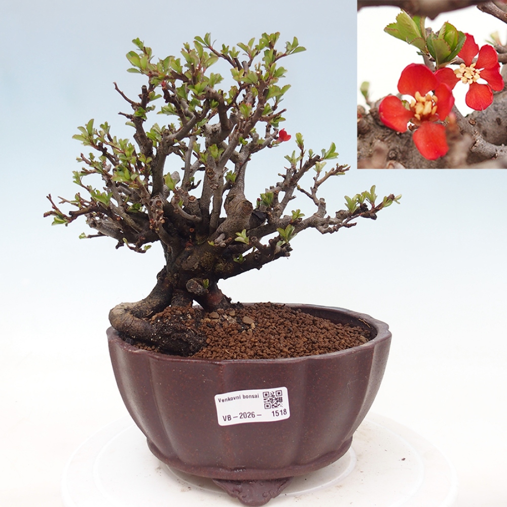 Bonsai zewnętrzne - Chaneomeles speciosa - Pigwa