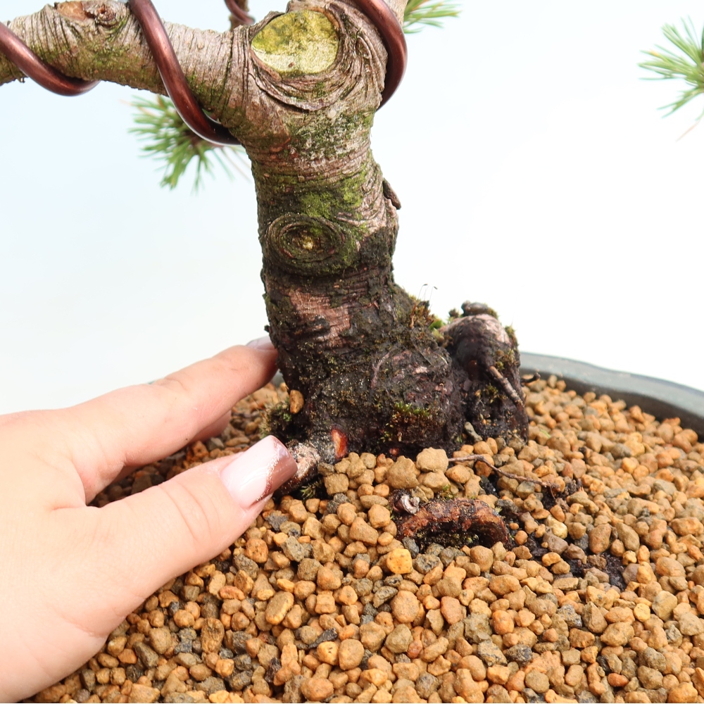 Bonsai ogrodowe – Pinus mugo Humpy – sosna karłowata
