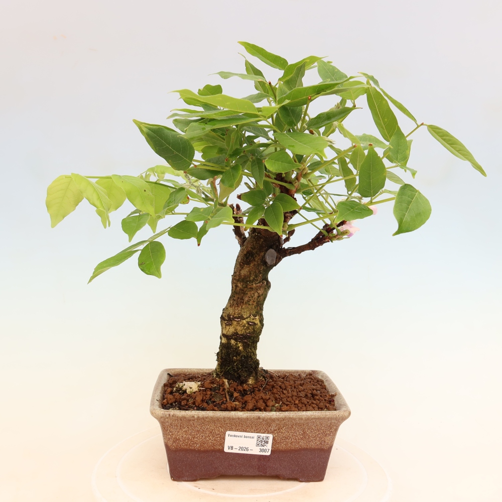Outdoor bonsai - Wisteria floribunda