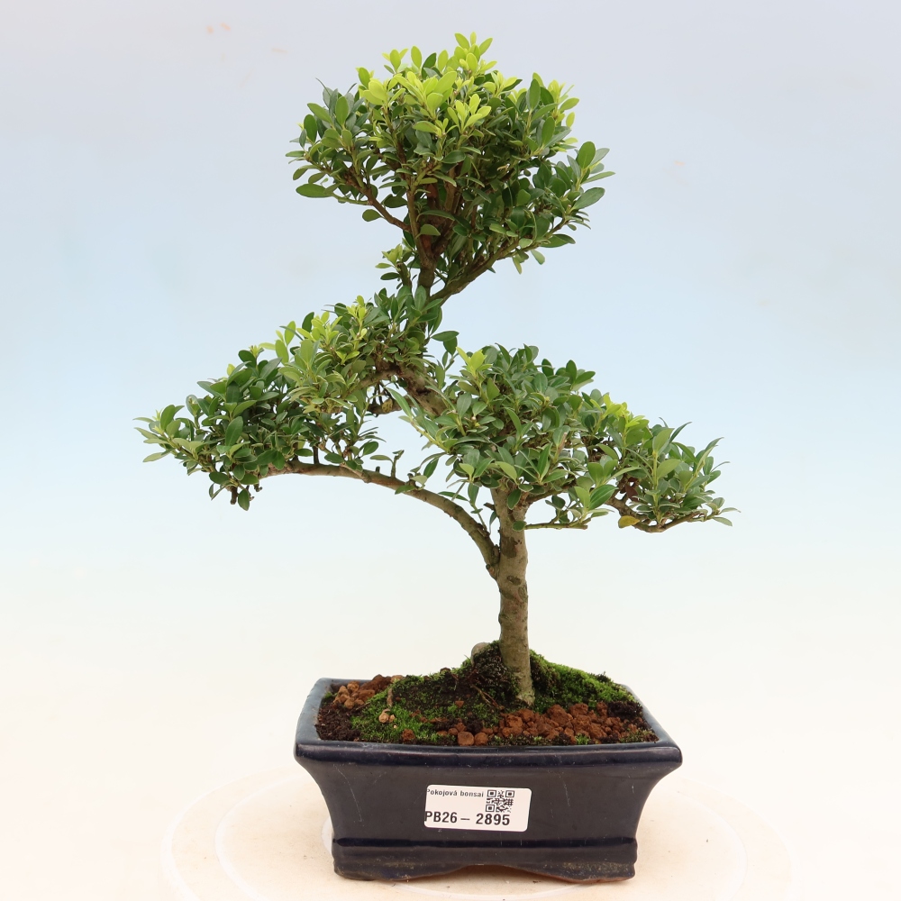 Pokój bonsai - Ilex crenata - Ostrokrzew
