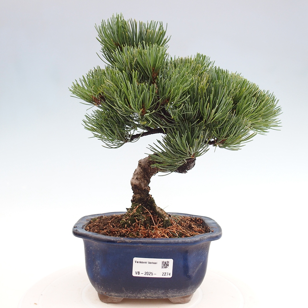 Outdoor bonsai - Pinus parviflora - Mała sosna