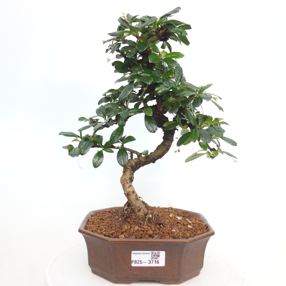 Bonsai pokojowe - Carmona macrophylla - Tea fuki