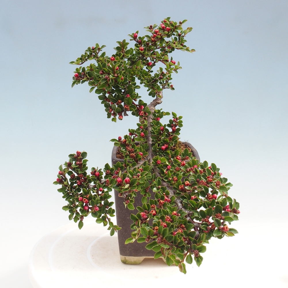 Plenerowe bonsai - Irga pozioma - Drzewo skalne