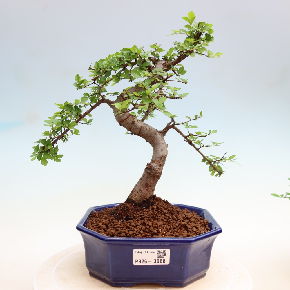 Pokój bonsai - Ulmus parvifolia - Wiąz drobnolistny