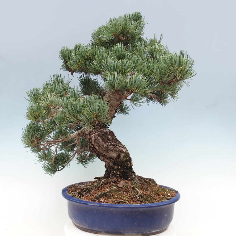 Outdoor bonsai - Pinus parviflora - Mała sosna