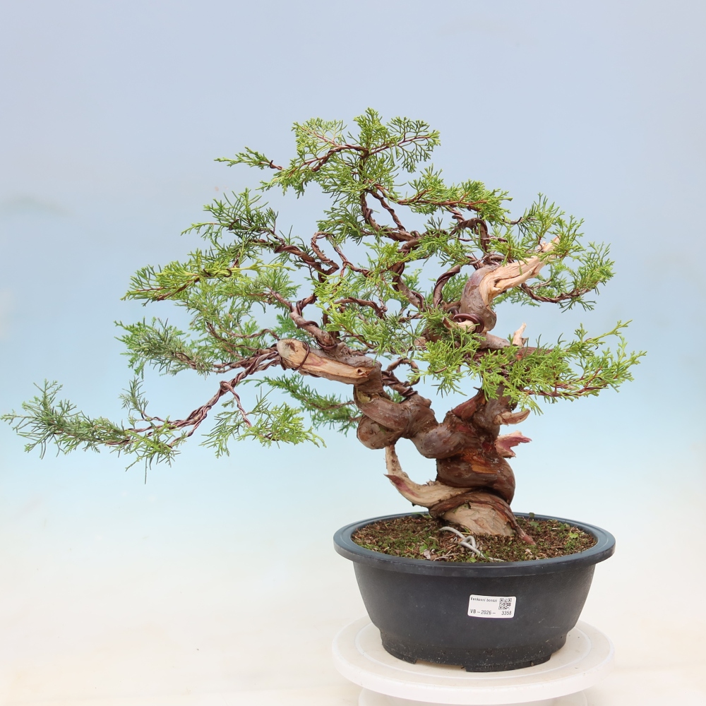 Bonsai ogrodowe – Juniperus chinensis Itoigawa – jałowiec chiński