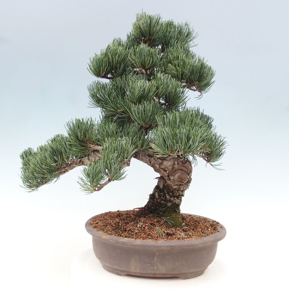 Outdoor bonsai - Pinus parviflora - Mała sosna