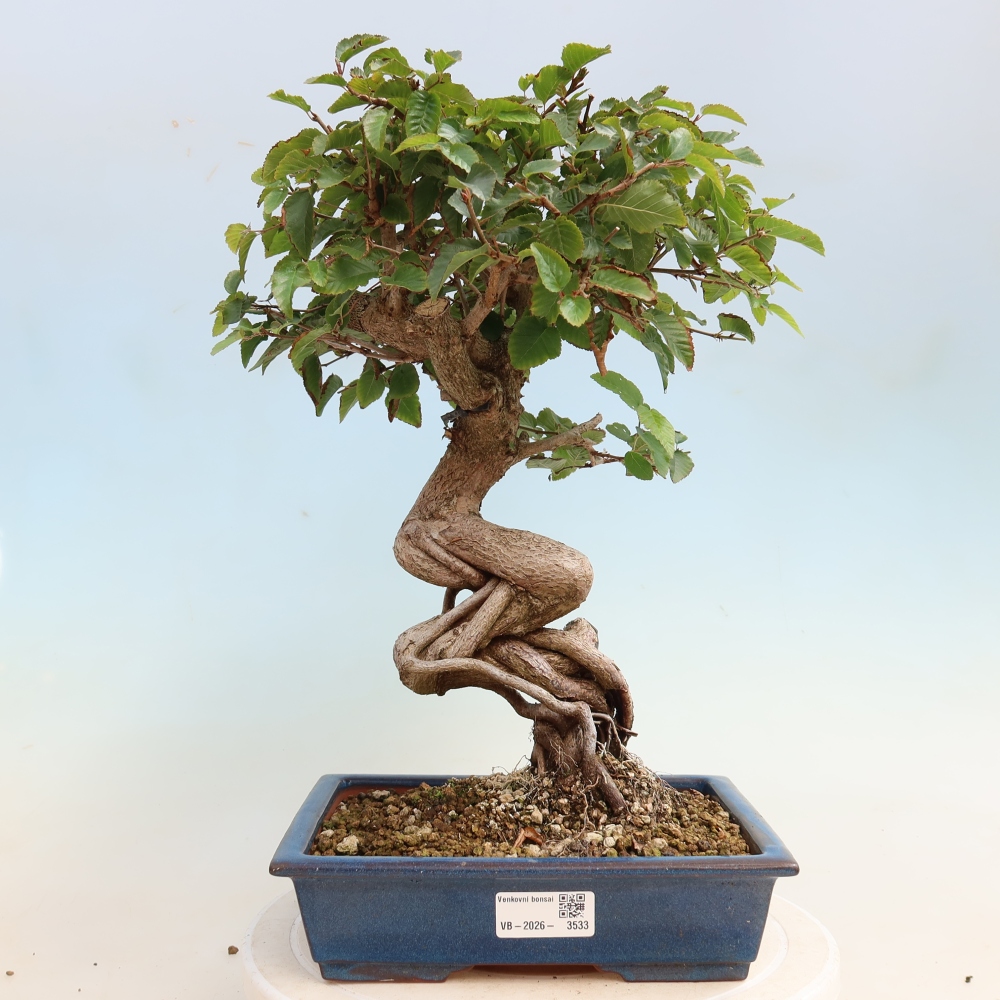Outdoor bonsai - Carpinus CARPINOIDES - grab koreański